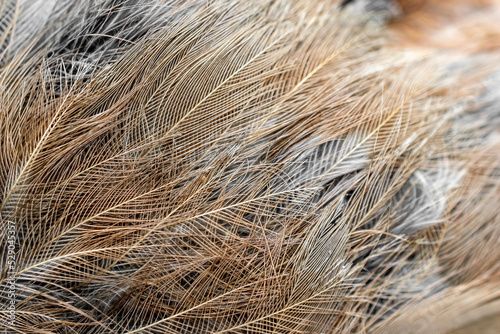 brown and gray feathers with visible details. background or textura