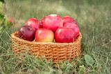 red apples in a basket on the grass