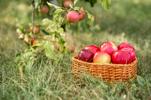 red apples in a basket in the garden
