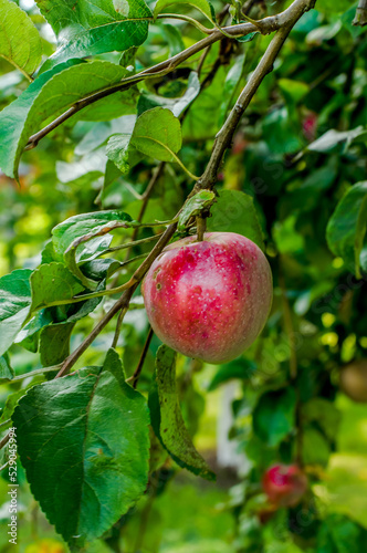 ripe apples on a tree branch highlighted with the sun, fruit against a background of green leaves