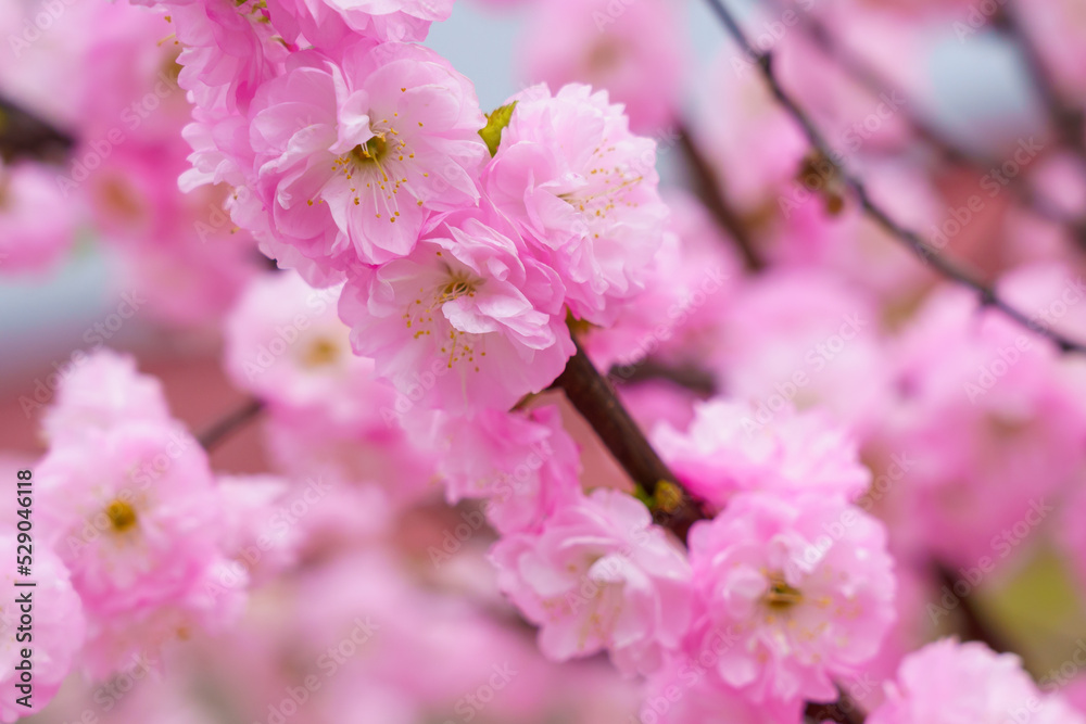 Blossoming sakura tree flower with selective focus on blurred background. Defocused backdrop copy space Blossoming sakura tree flower with selective focus on blurred background. Defocused backdrop copy space