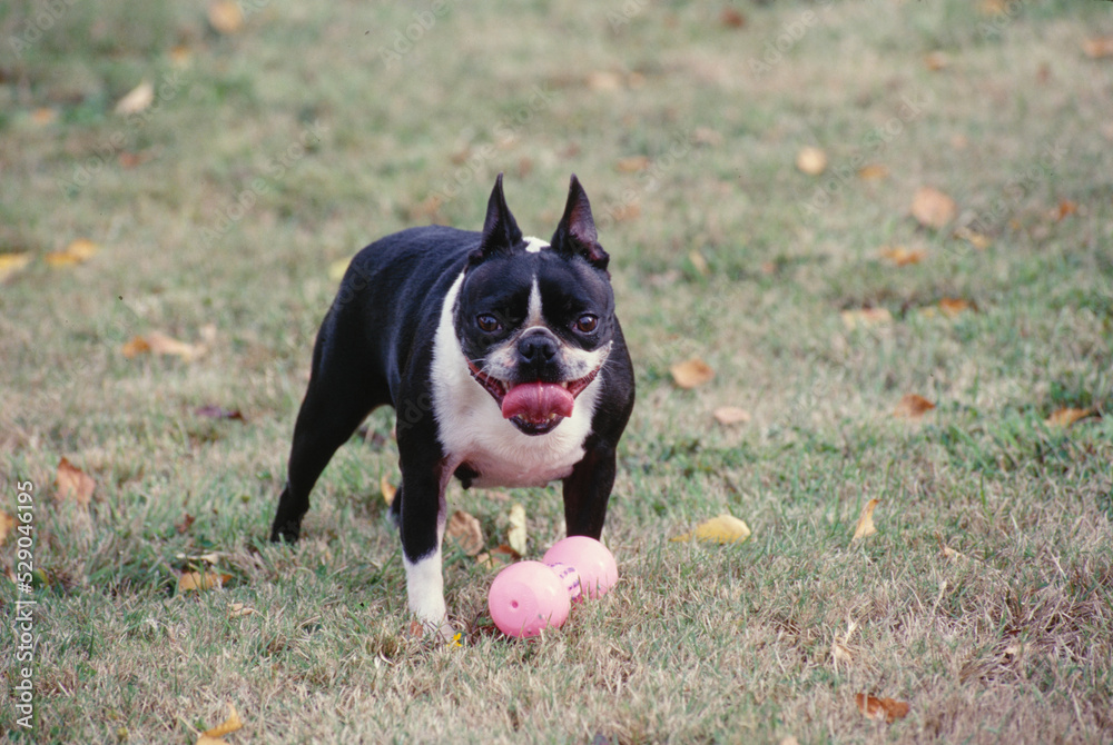 Boston Terrier standing in lawn with toy