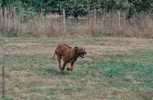 Rhodesian Ridgeback running outside in grass