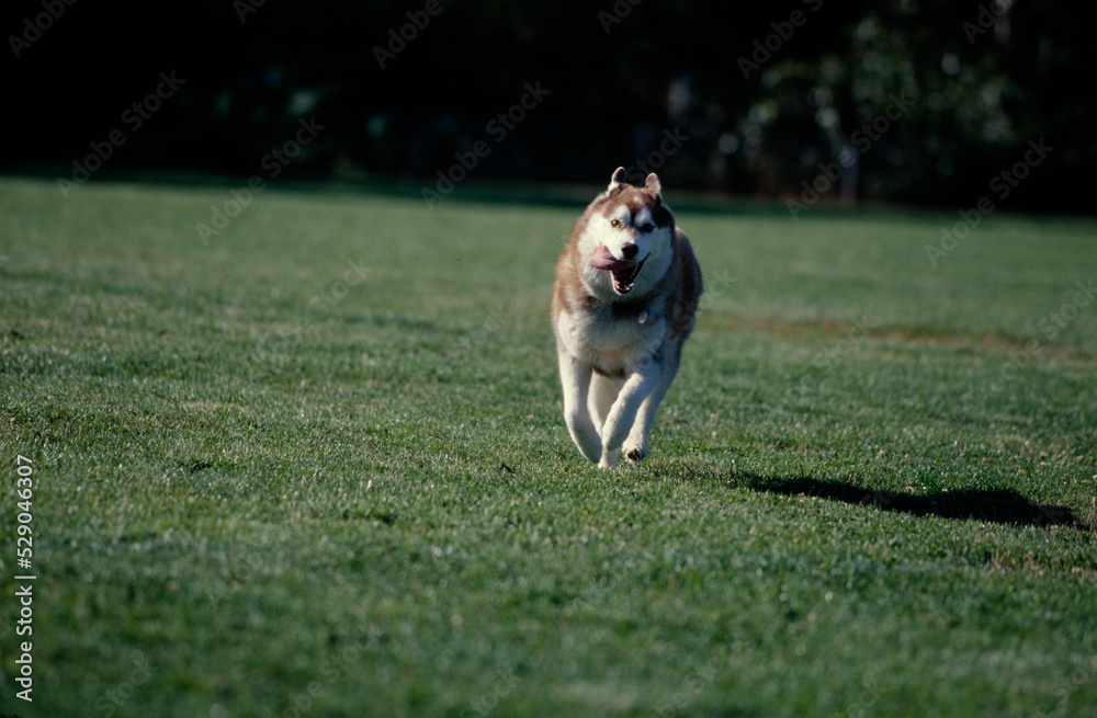Siberian Husky sprinting through field Siberian Husky sprinting through field
