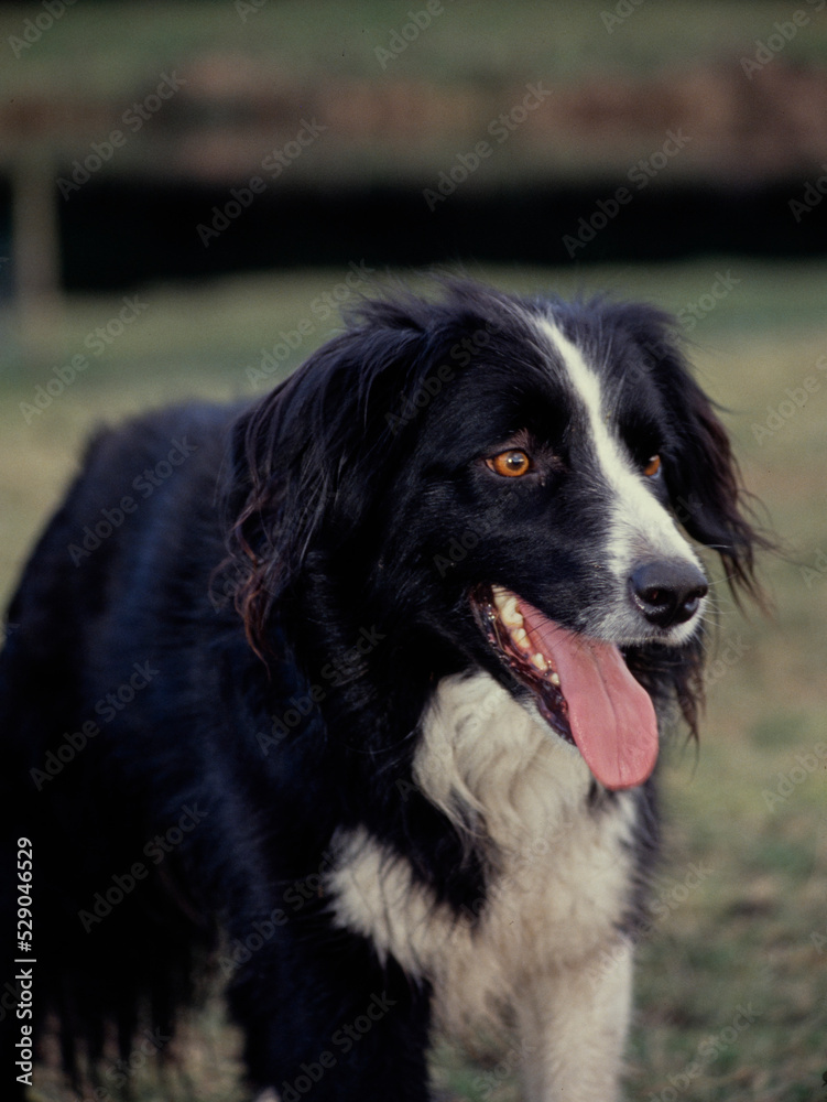 Border Collie in field Border Collie in field