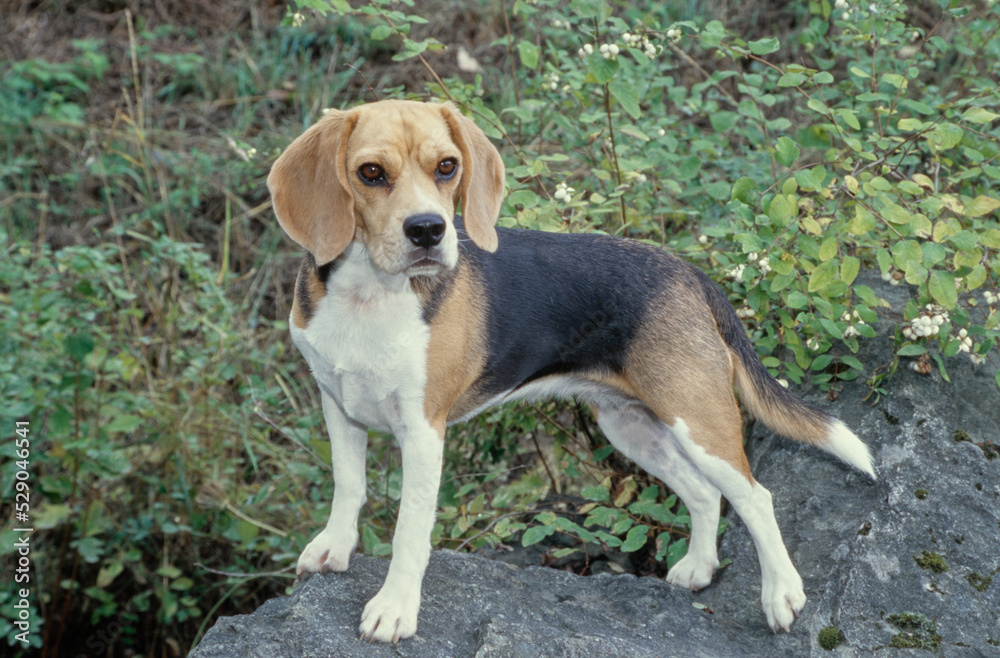 Beagle standing on rocky surface outside