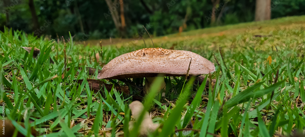 Wild mushroom on the grass. Macro photography. Wild mushroom on the grass. Macro photography.
