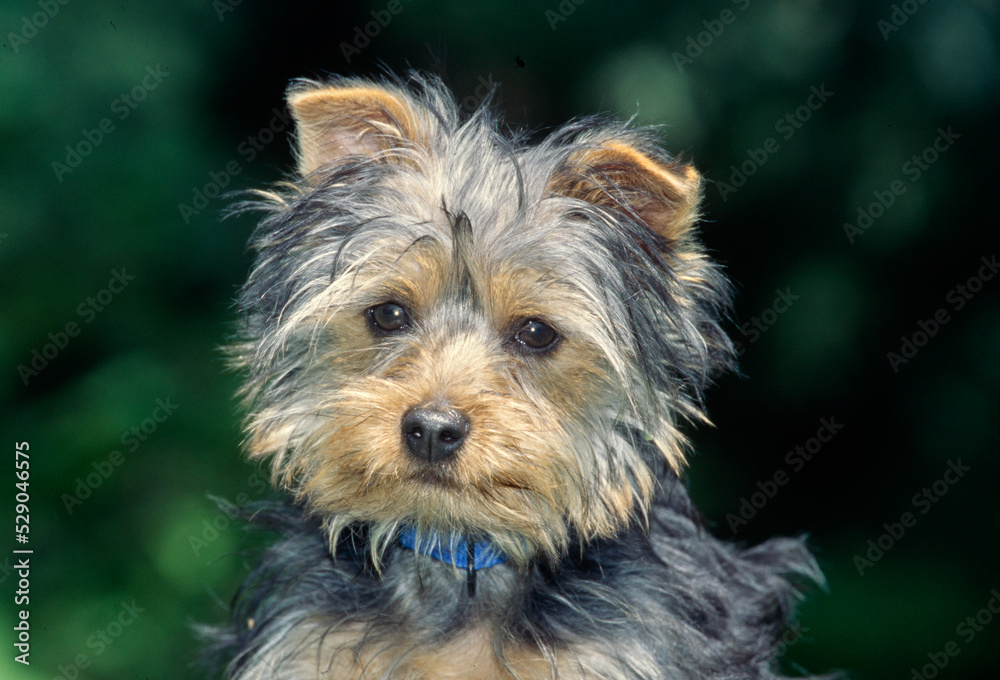 Silky Terrier puppy outside in front of greenery Silky Terrier puppy outside in front of greenery