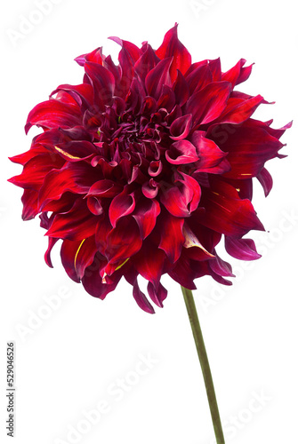 Foto Red dahlia isolated on white, exotic flower .