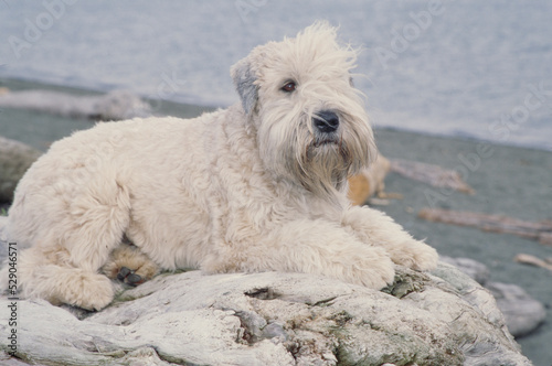 Soft Coat Wheaton Terrier on rock photo
