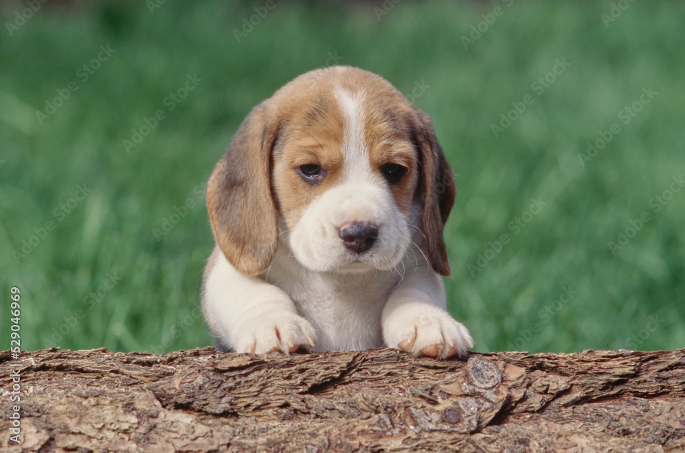 Beagle puppy sitting up on tree trunk outside Beagle puppy sitting up on tree trunk outside