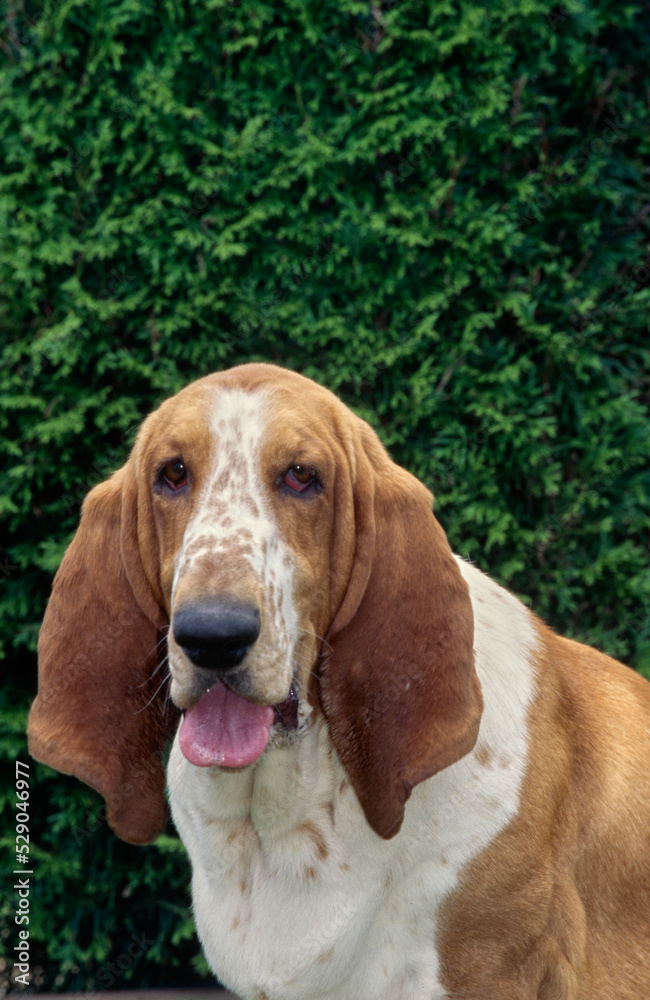 Basset Hound outside in front of greenery