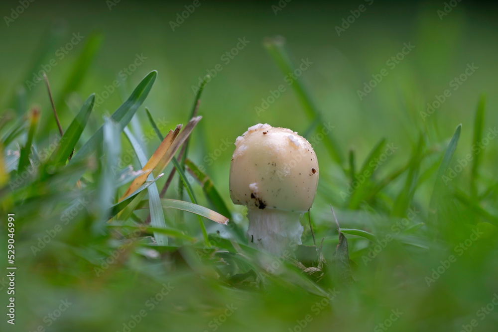 Young mushroom in a grassy meadow, with bokeh in foreground and background. Young mushroom in a grassy meadow, with bokeh in foreground and background.