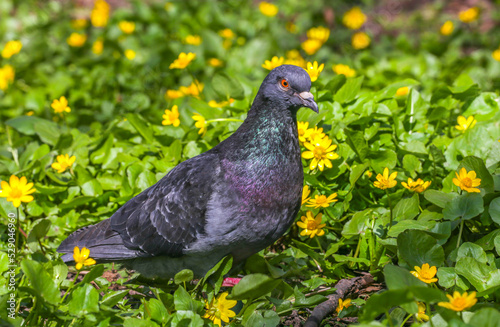 Adult, blue pigeon in the park on the grass close-up on a sunny day. A pigeon on the grass in the park on a spring day. Animals and birds in an urban environment. Nature. photo
