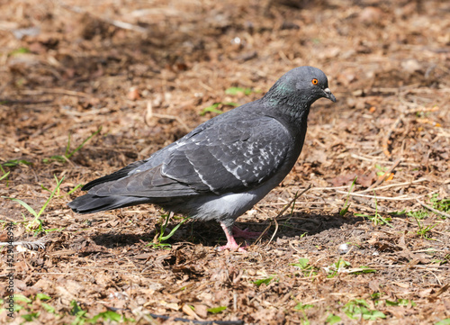 Adult, blue pigeon in the park on the grass close-up on a sunny day. A pigeon on the grass in the park on a spring day. Animals and birds in an urban environment. Nature.