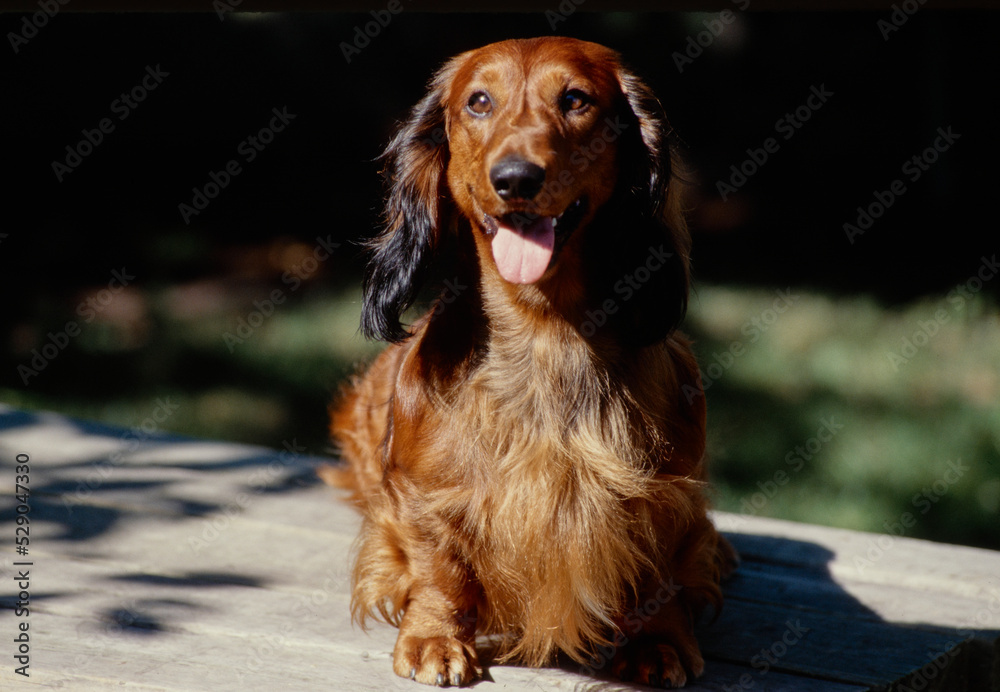 Dachshund on table Dachshund on table