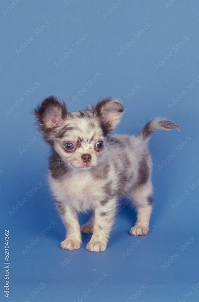 Chihuahua puppy on blue background