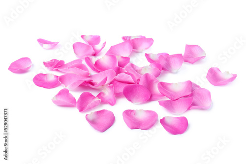 Many pink rose petals on white background