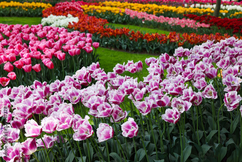 Many beautiful tulip flowers in park. Spring season