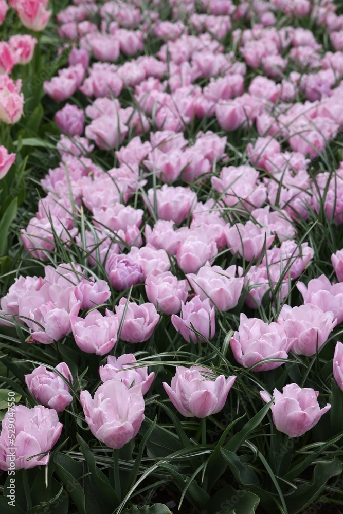 Beautiful tulip flowers growing outdoors, closeup. Spring season Beautiful tulip flowers growing outdoors, closeup. Spring season