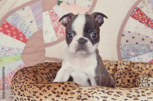 Boston Terrier puppy on dog bed © SuperStock