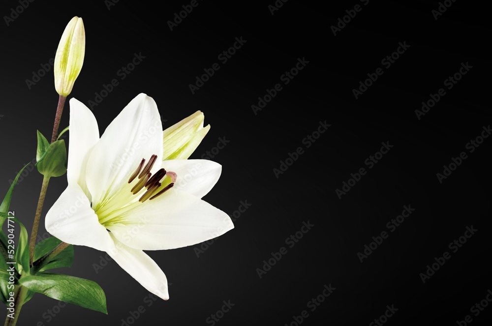 Blooming beautiful fresh aroma flower Blooming beautiful fresh aroma flower