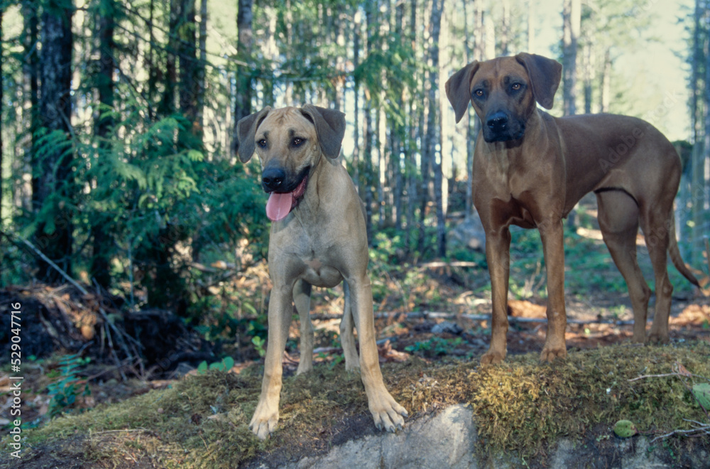 Two Rhodesian Ridgebacks outside in forest