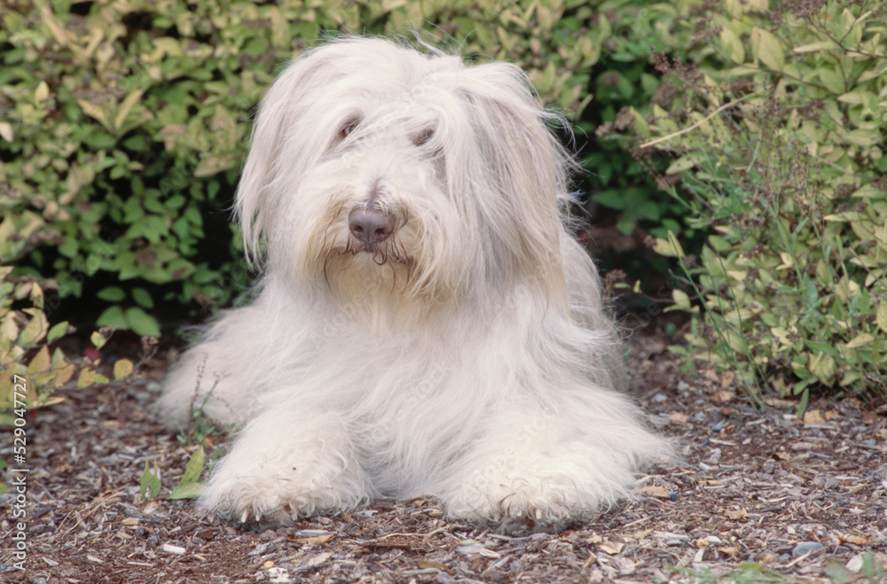 Bearded Collie laying outside in garden Bearded Collie laying outside in garden