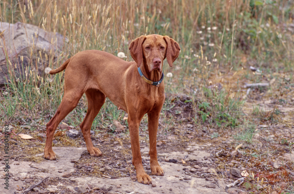 Vizsla standing on rocky surface in field with tall grass