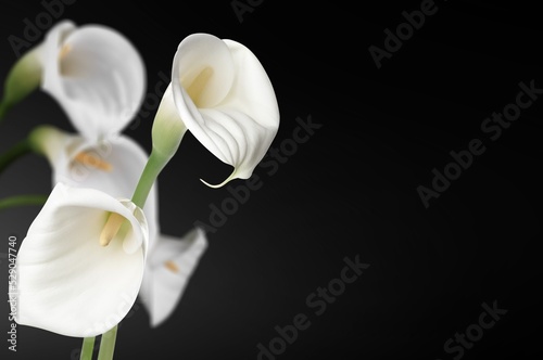 Fototapeta Naklejka Na Ścianę i Meble -  Blooming beautiful fresh aroma flower