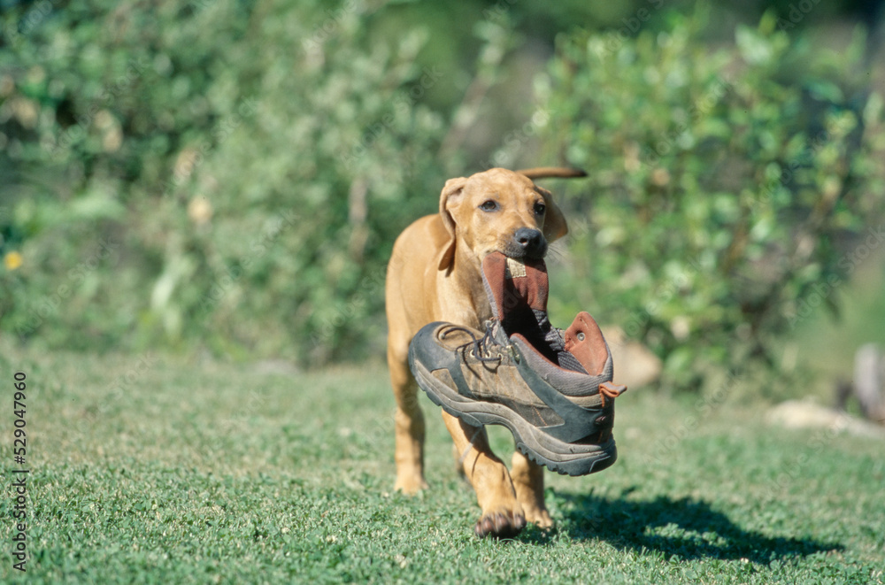Rhodesian Ridgeback puppy in grass carrying boot in mouth