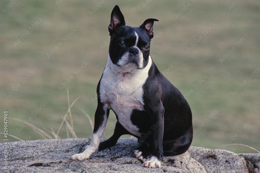 Boston Terrier sitting on rock outside