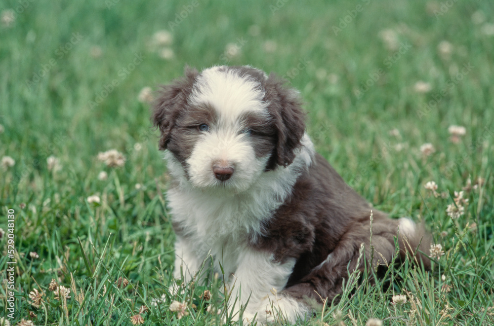 Bearded Collie puppy sitting in grass outside