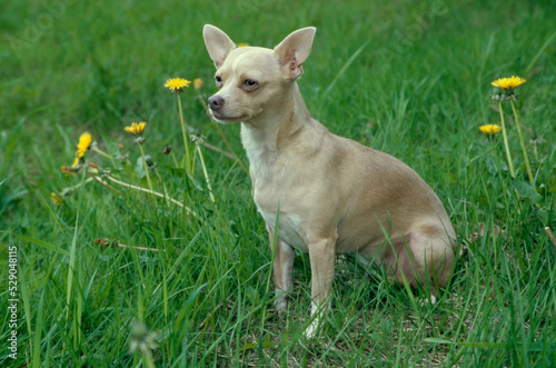 Chihuahua sitting in field with dandelions © SuperStock