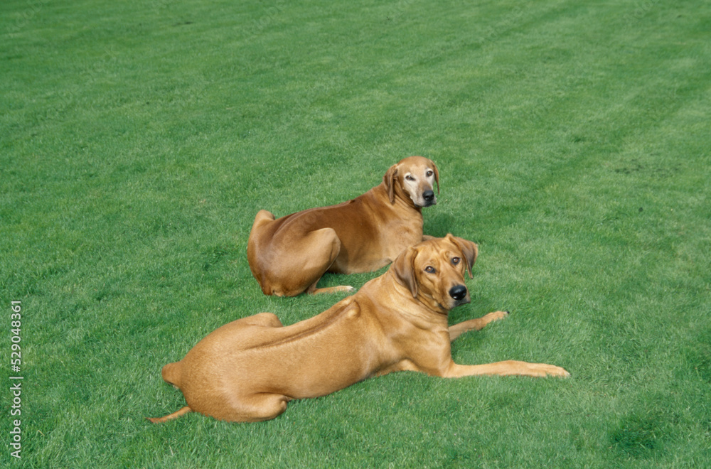 Two Rhodesian Ridgebacks laying in grass outside