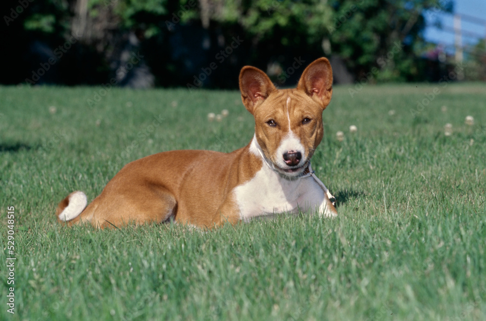 Basenji laying down in grass outside Basenji laying down in grass outside