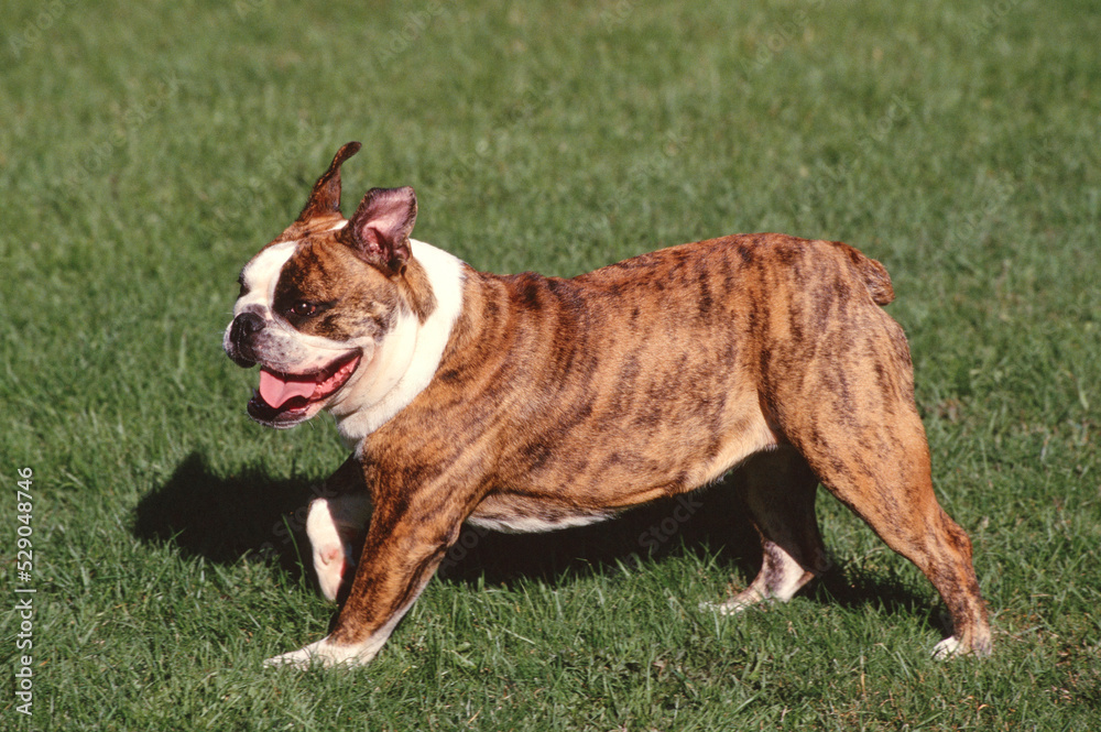 English Bulldog running in grass field with tongue out