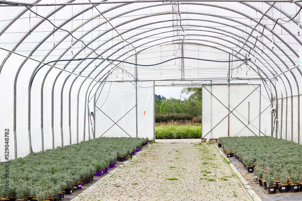 Fototapeta premium greenhouse for growing lavender seedlings. seedlings of lavender. lavender seedlings in pots.