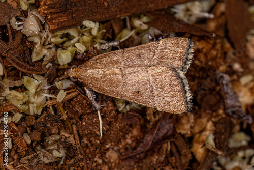 Adult Scaly-legged Pyralid Moth photo