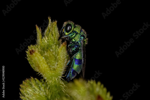 Adult Cuckoo Wasp photo
