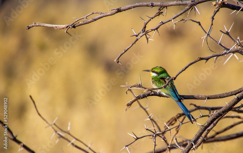 Swallow-tailed bee-eater perched on a branch in the African wilderness