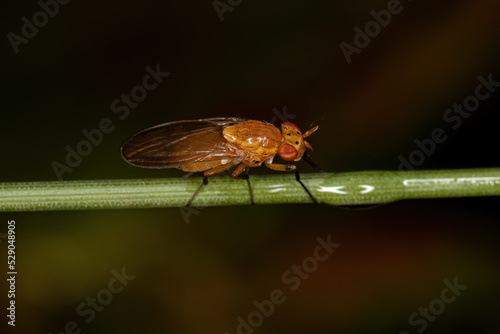Adult Lauxaniid Fly photo