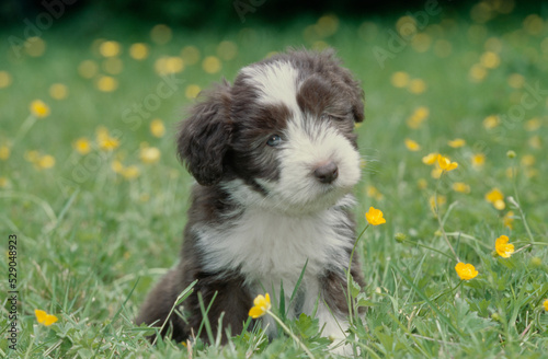 Bearded Collie puppy sitting in grass outside with yellow flowers