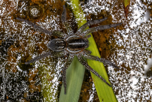 Aquatic Wolf Spider on water photo