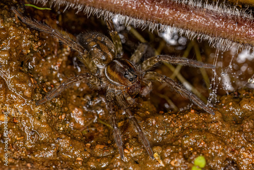 Aquatic Wolf Spider on water photo