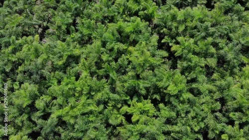 Plantação de palmito ou pupunha, voo com drone por sobre as palmeiras. photo