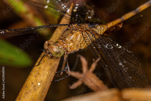 Adult Dragonfly Insect photo