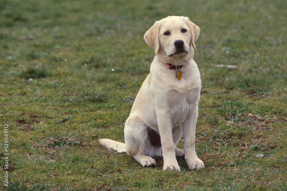 Lab sitting in field looking at camera Lab sitting in field looking at camera
