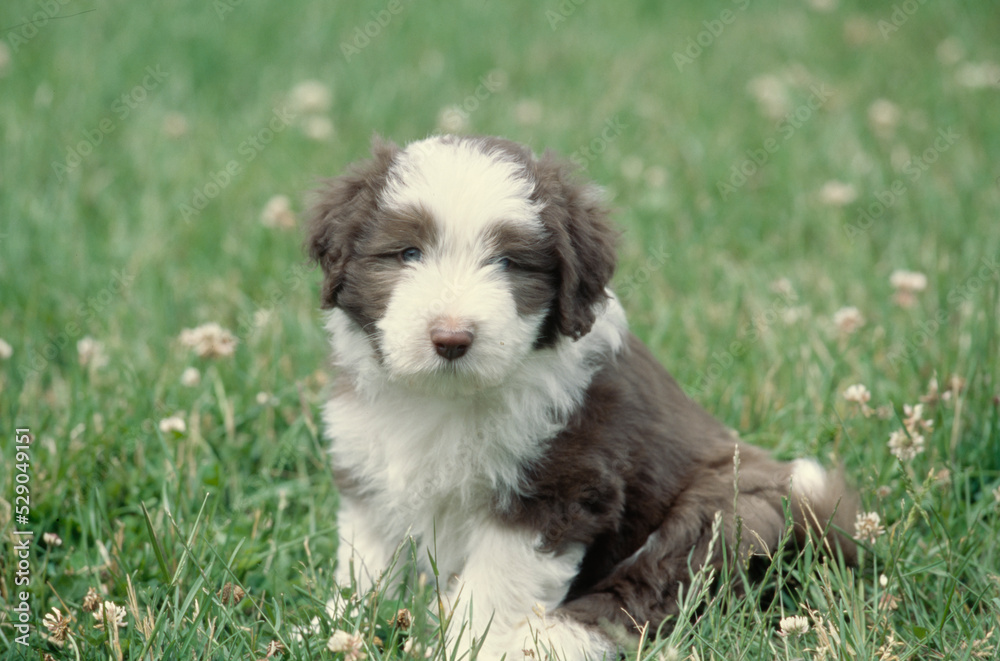 Fototapeta premium Bearded Collie sitting in grass outside