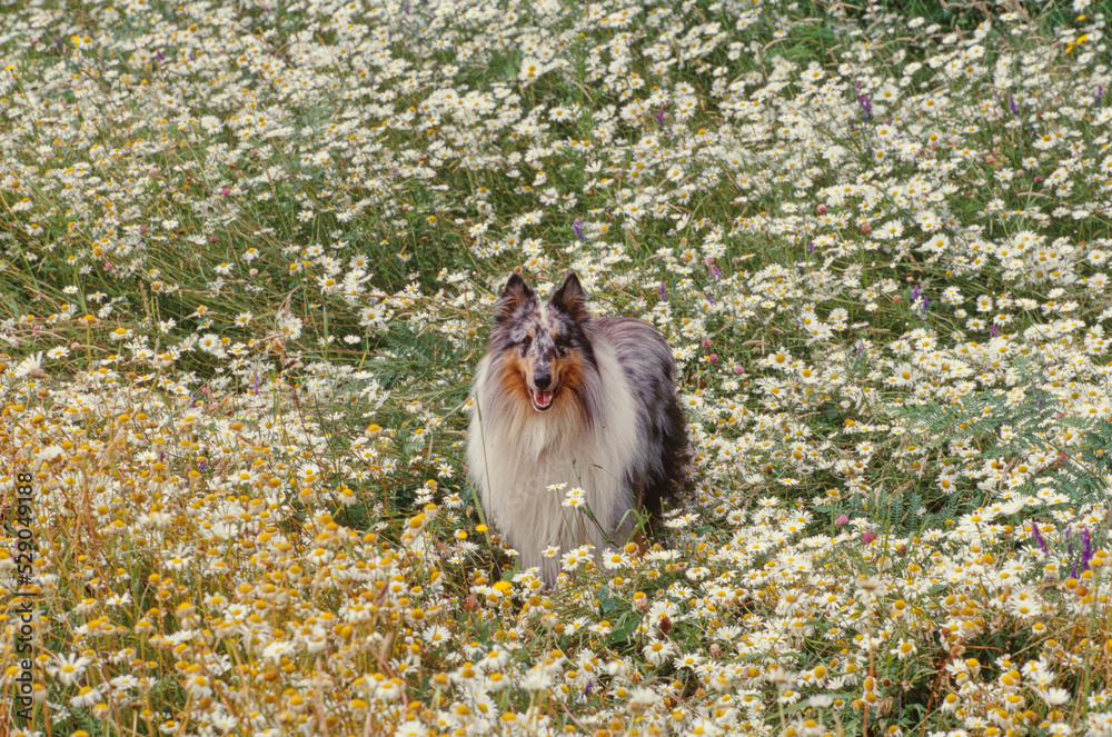 Collie in flower field